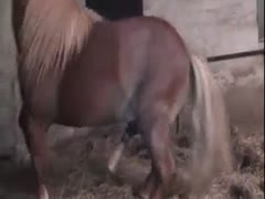 Deep in her ass and pussy, the little pony horse pounds her.